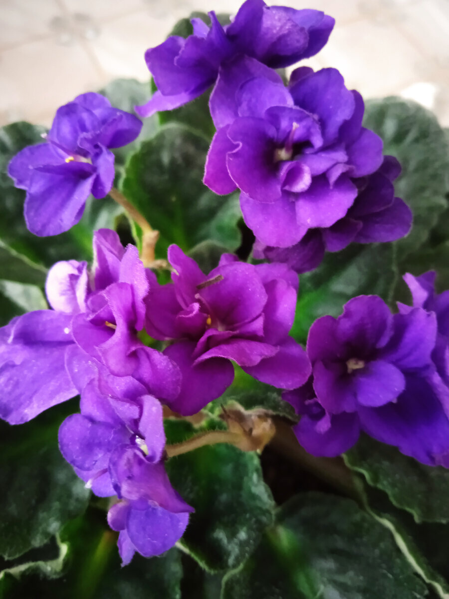 Сот называется Ирис