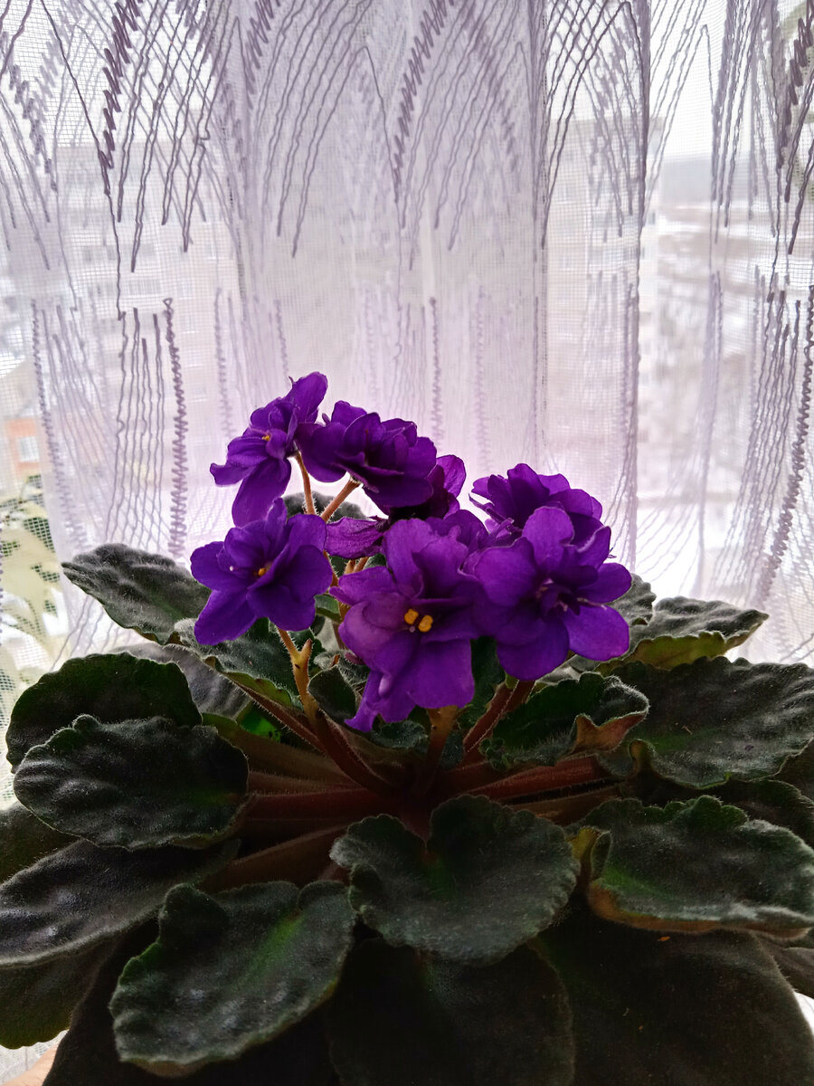 Фиалка Ирис