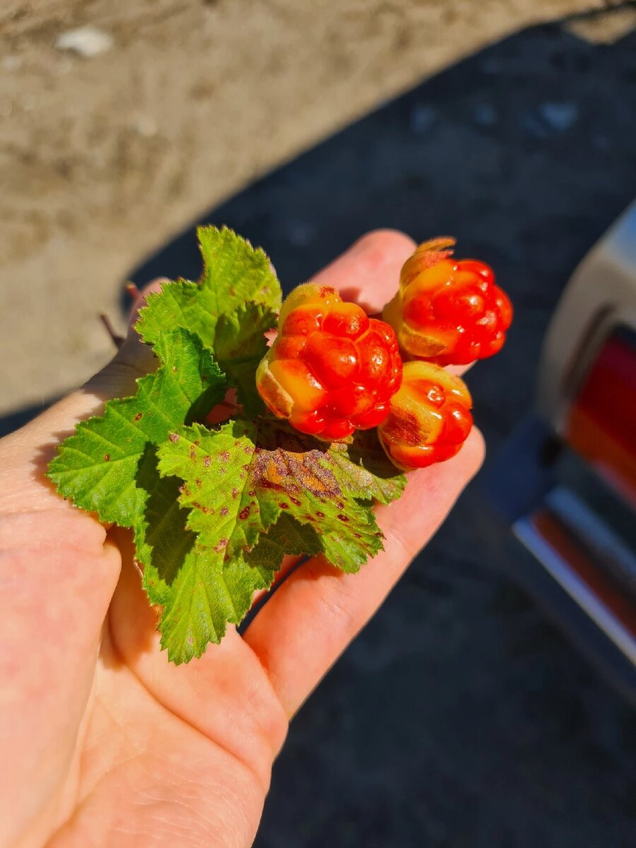 Не совсем спелая морошка