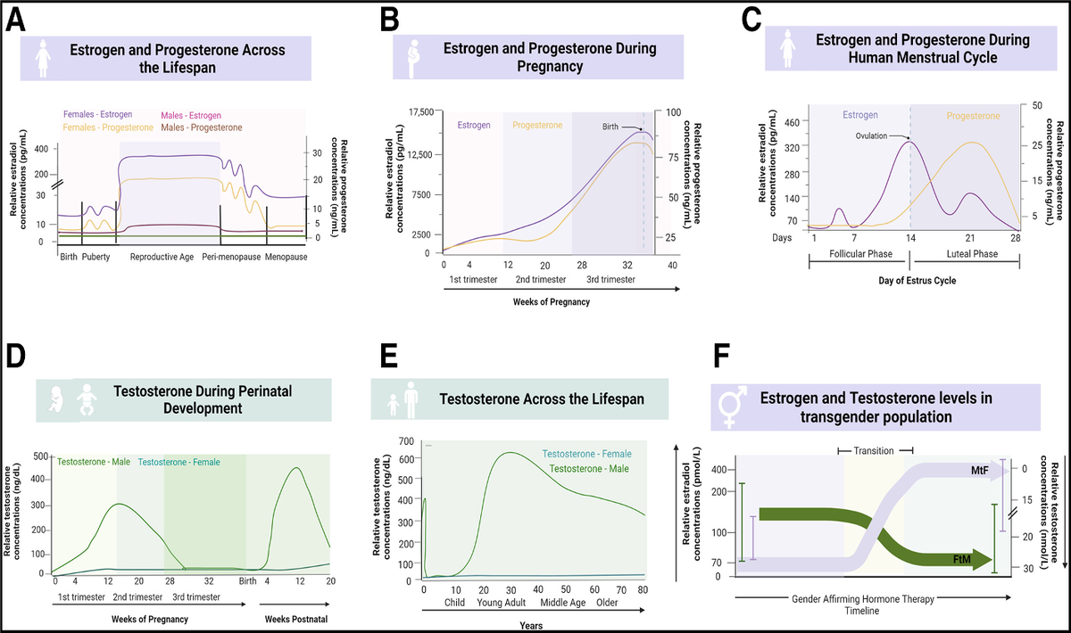 1- эстроегн и прогестерон в течение жизни, 2- эстроген и прогестерон при беременности, 3-эстроген и прогестерон в ментруальный цикл, 4- тестостерон вов ремя внутриутробного развития, 5- тестостерон в течение жизни, 6- эстроген и тестостерон у трансгендеров
