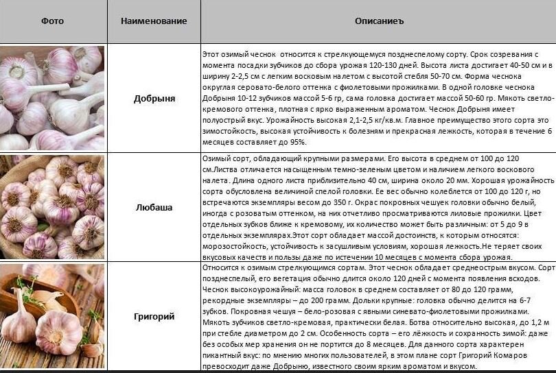 Название сортов чеснока с фото и описанием
