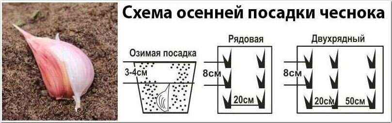 По какой схеме сажать лук севок