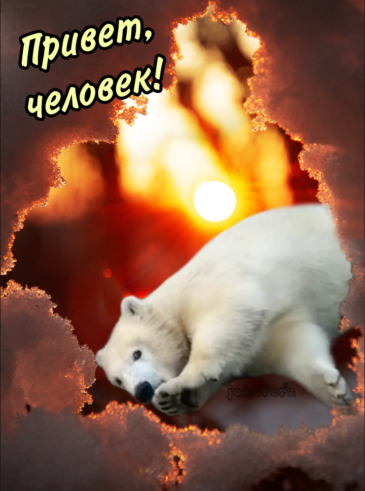 Привет, человек! от медвежонка