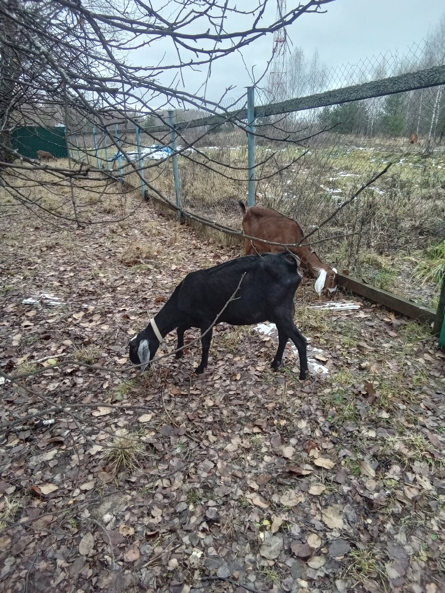 Фото автора. 