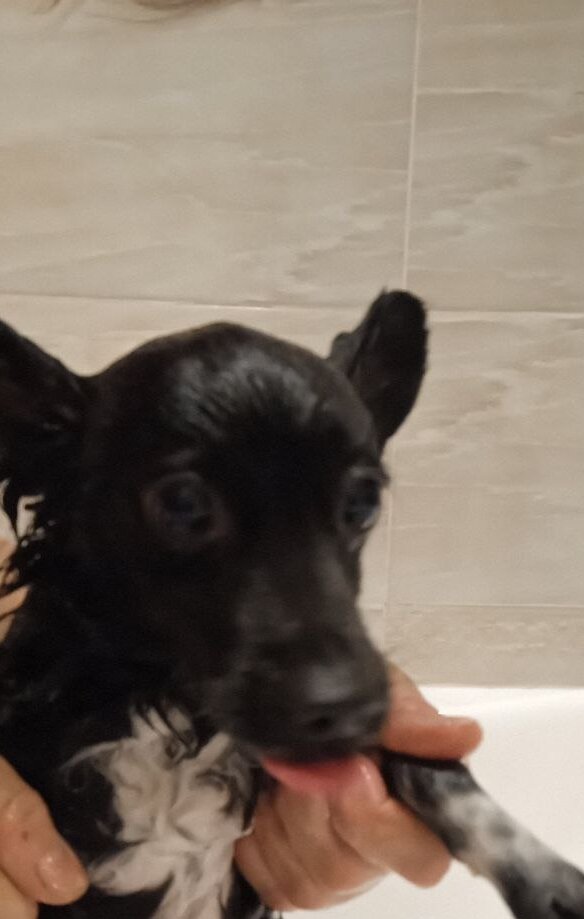 Жуля купается.