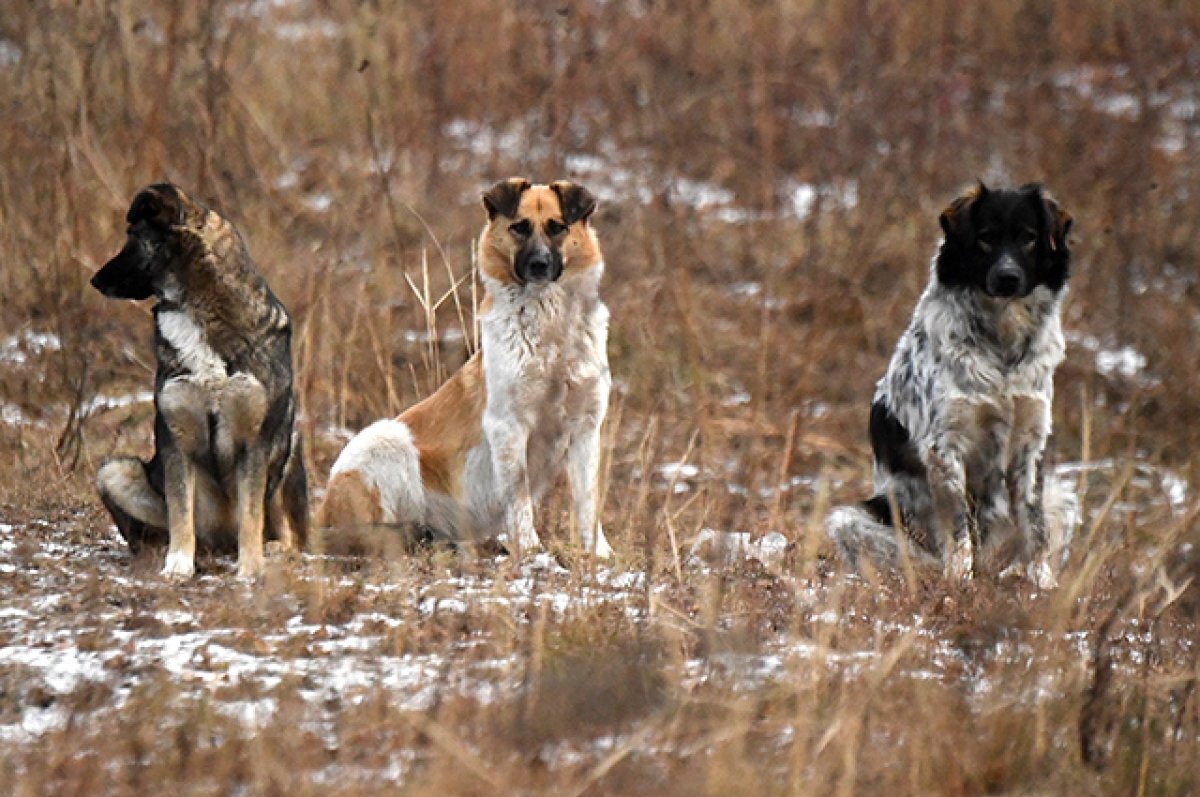    Хуже бешенства.