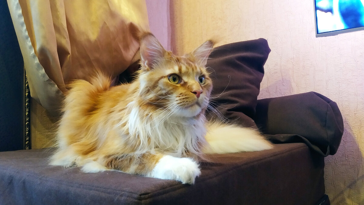 Мейн кун Степа.