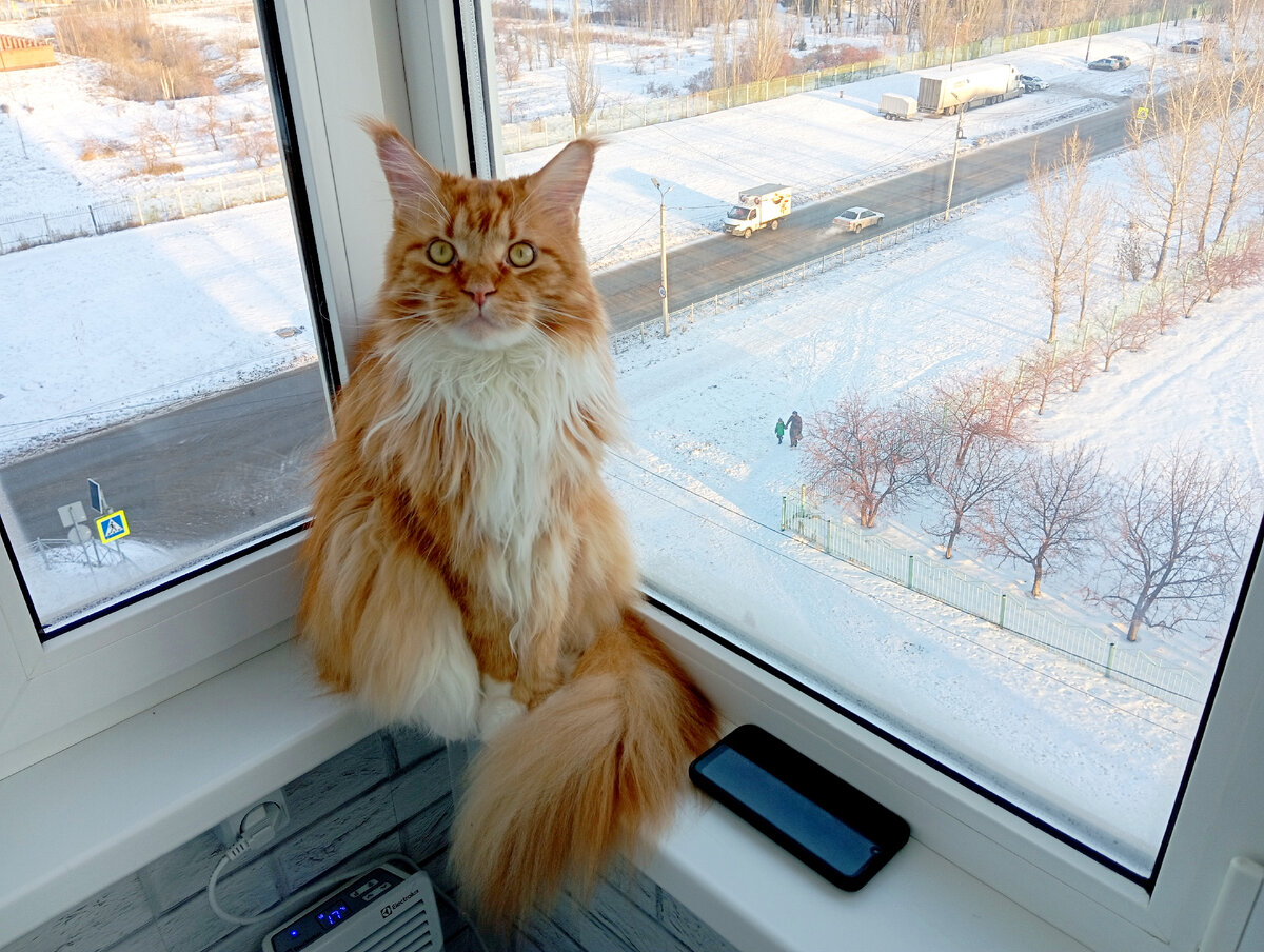 Мейн кун Степа.