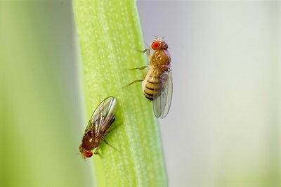 Плодовая мушка Дрозофила. Фото - интернет.