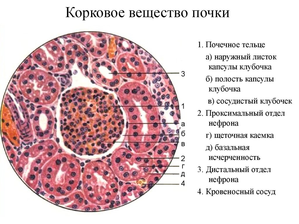 Строение коркового вещества почки. Корковое и мозговое вещество почки. Строение мозгового вещества почки гистология. Строение коркового и мозгового вещества почки анатомия.