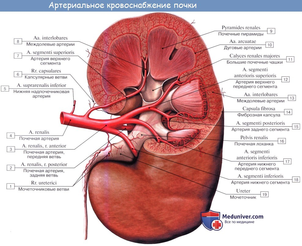 Почечные артерии и вены