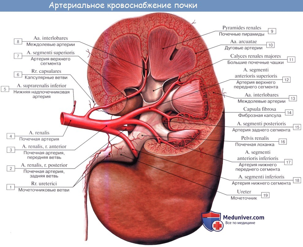 Артерии мочевого пузыря. Почечная артерия и почечная Вена. Почка артерия Вена мочеточник. Строение капилляров почки. Почка анатомия строение медунивер.