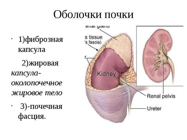 Рисунок почечной капсулы