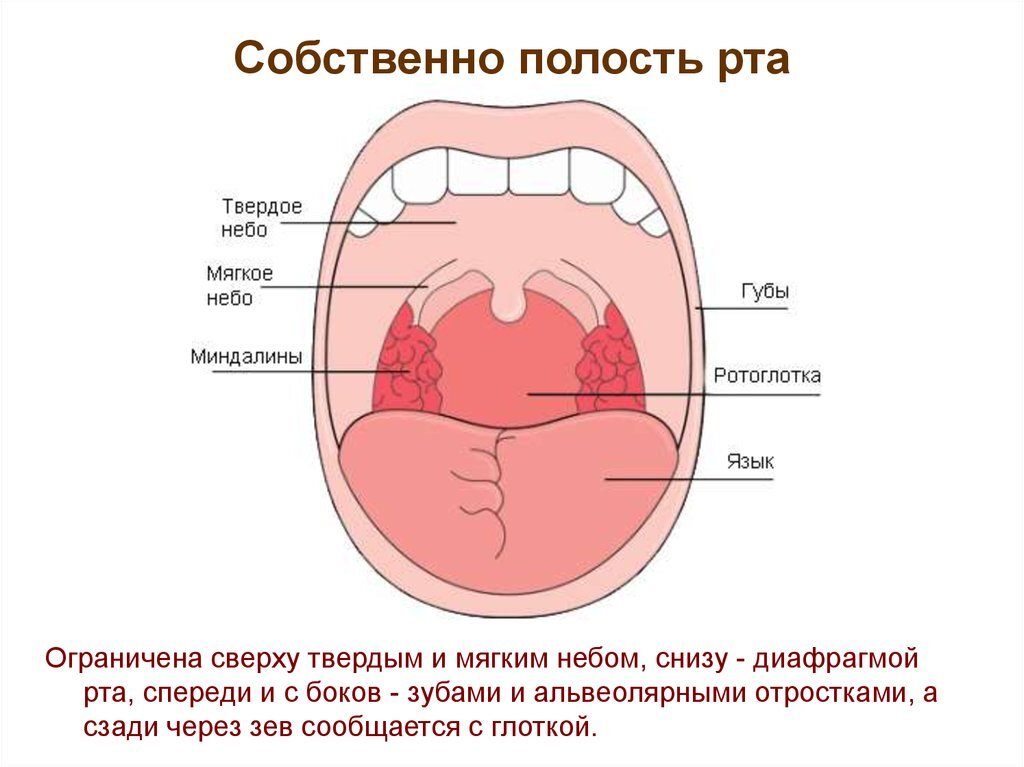 Доброкачественные опухоли языка