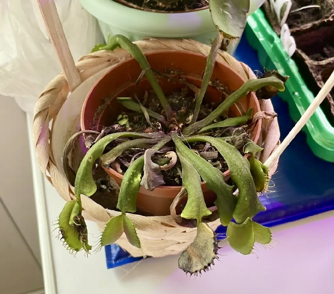 Венерина Мухоловка замерзла