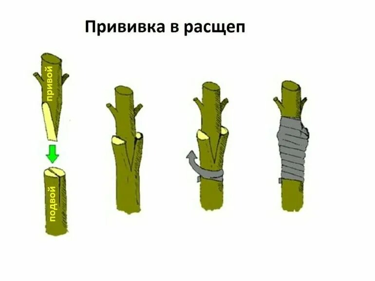 Источник фото: https://onashem.mediasole.ru/kak_samomu_sdelat_na_dache_derevo_s_unikalnoy_kronoy