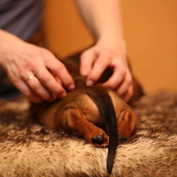 Фото почти 9-летней давности. Брат Золотинки, Бенеттон. 