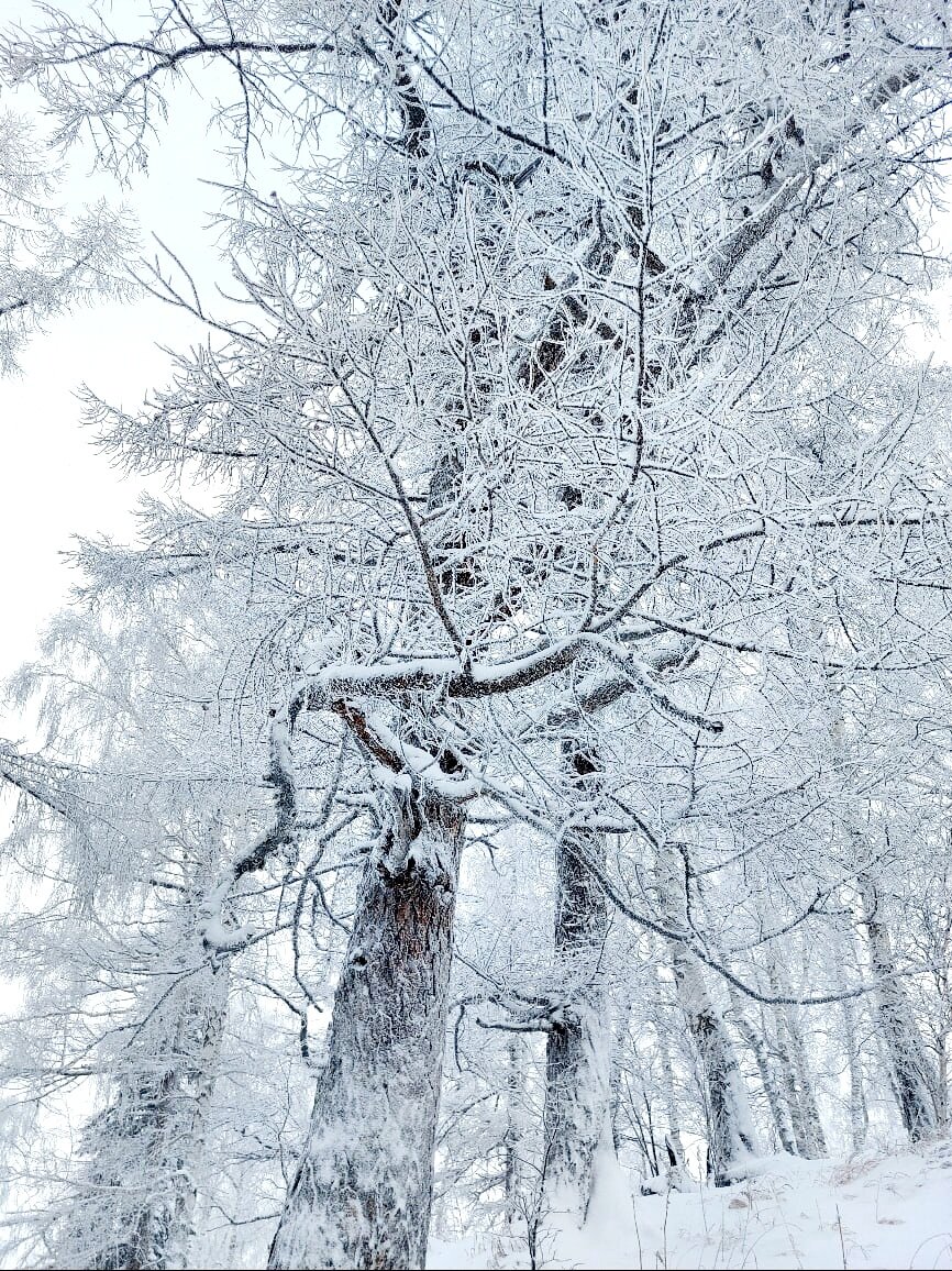 Лиственница в снегу