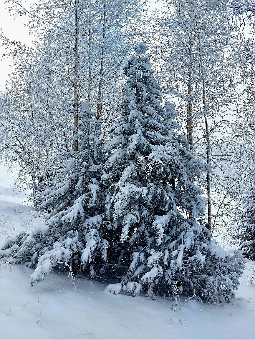 Ель под снегом 👍