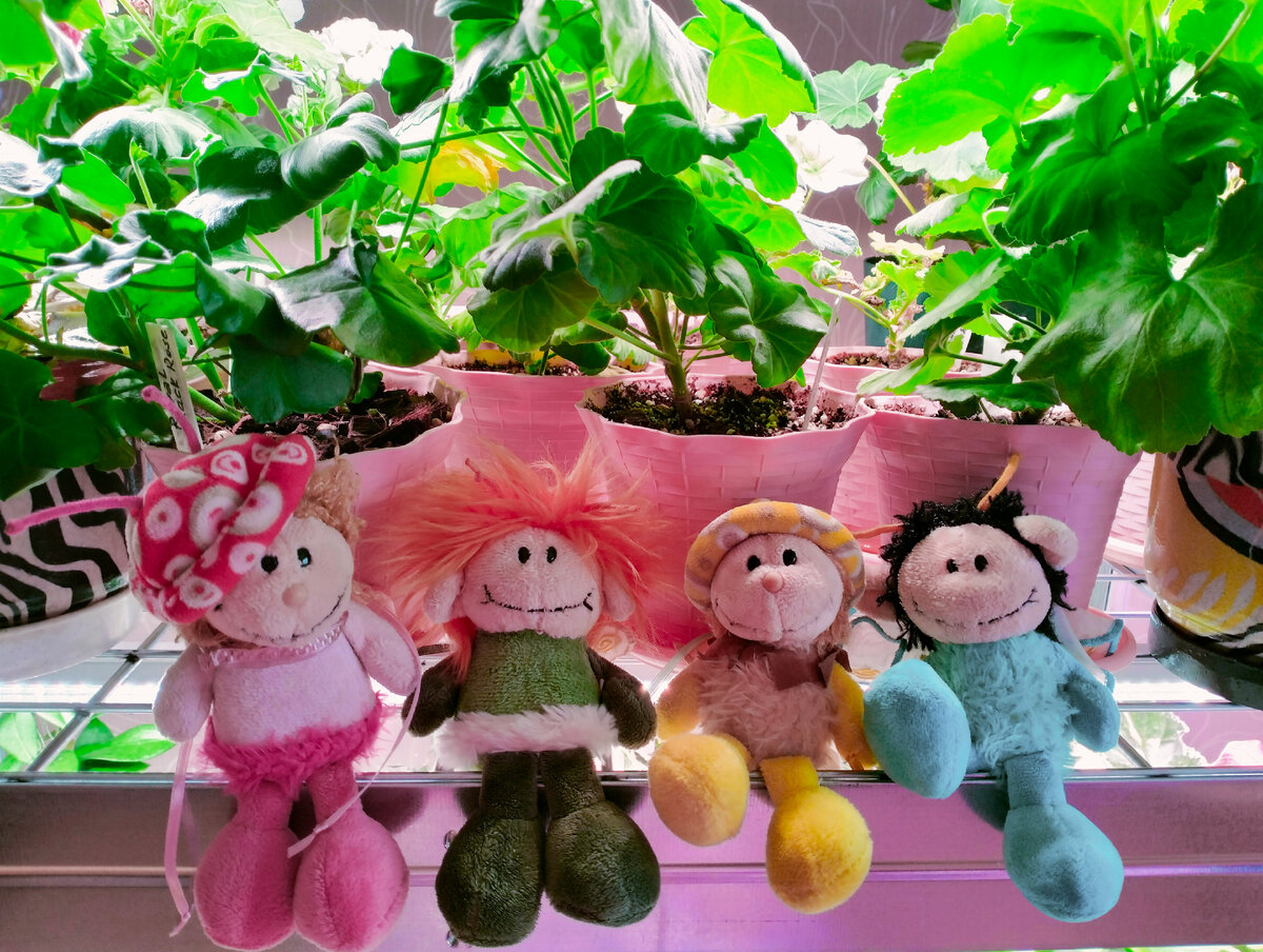 Сегодняшняя пчелиная фотосессия на цветочном стеллаже перед отправкой в новый дом