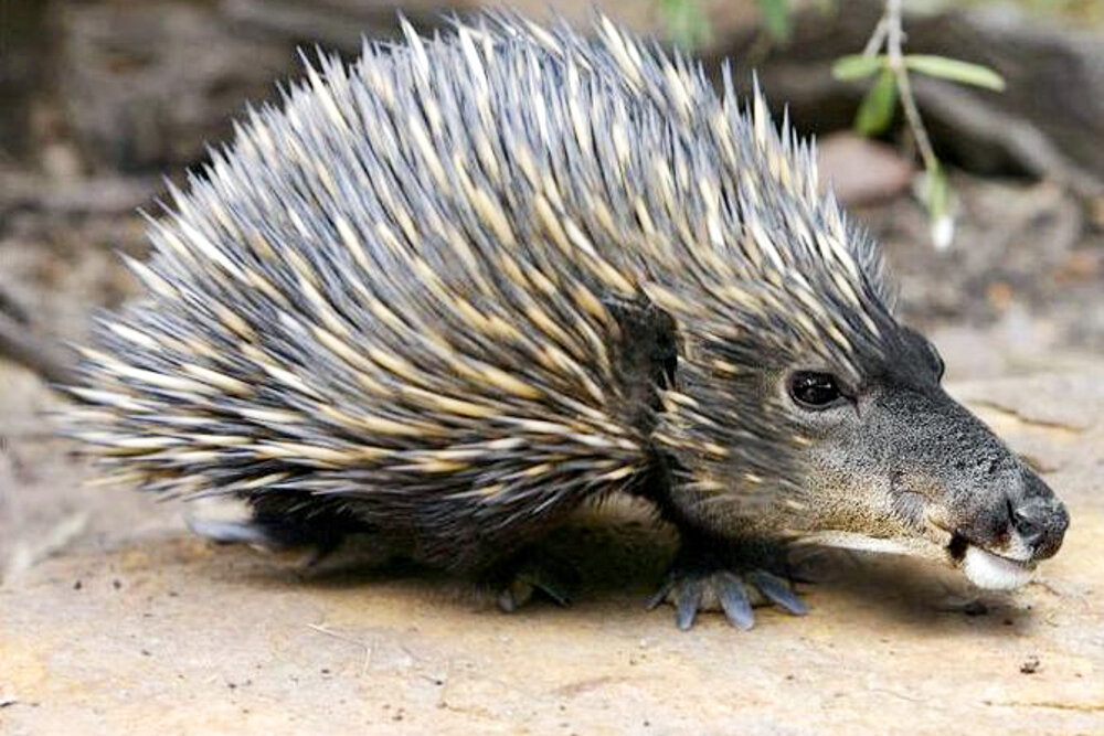 Автор Ян Олихоек