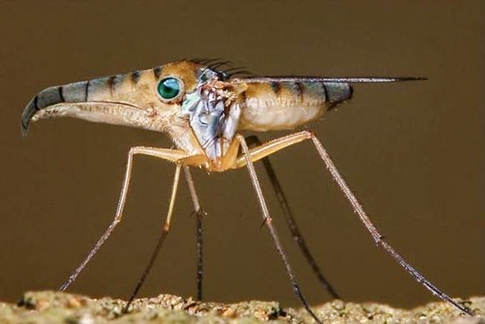 Автор Ян Олихоек