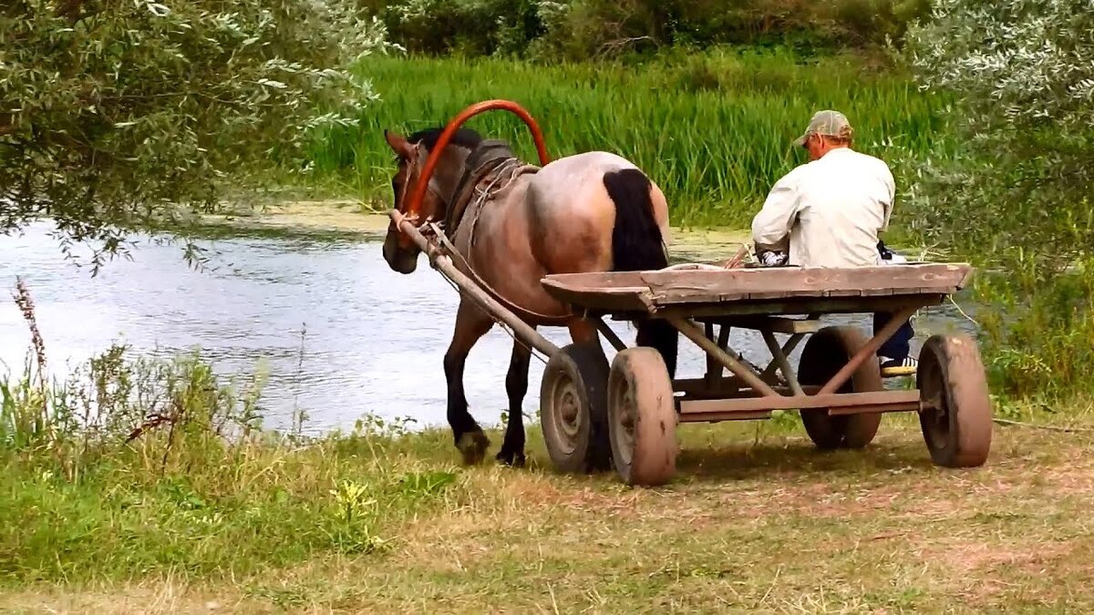 Лошадь на водопое.