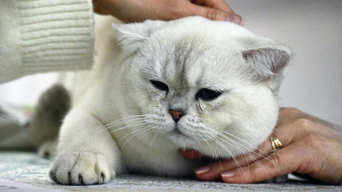    Кот будит по утрам? Зоопсихолог объяснила, как его успокоить© РИА Новости | Екатерина Лызлова