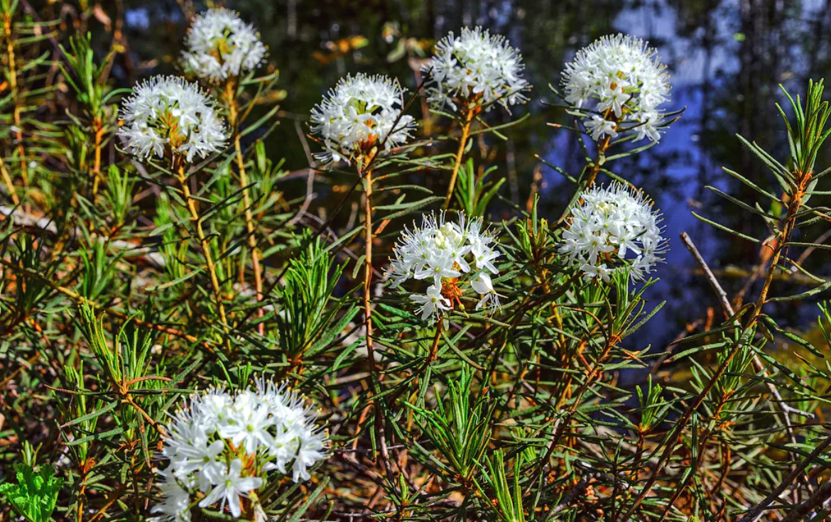 Какое растение на е. Ядовитые лесные ягоды. Съедобные и несъедобные ягоды для детей. Багульник болотный куст. Какое растение на е.