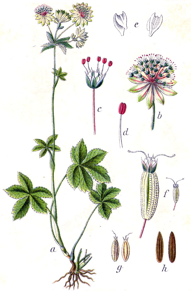 Ботаническая иллюстрация Якоба Штурма из книги Deutschlands Flora in Abbildungen, 1796