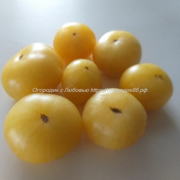    /Dwarf Egypt Yellow/