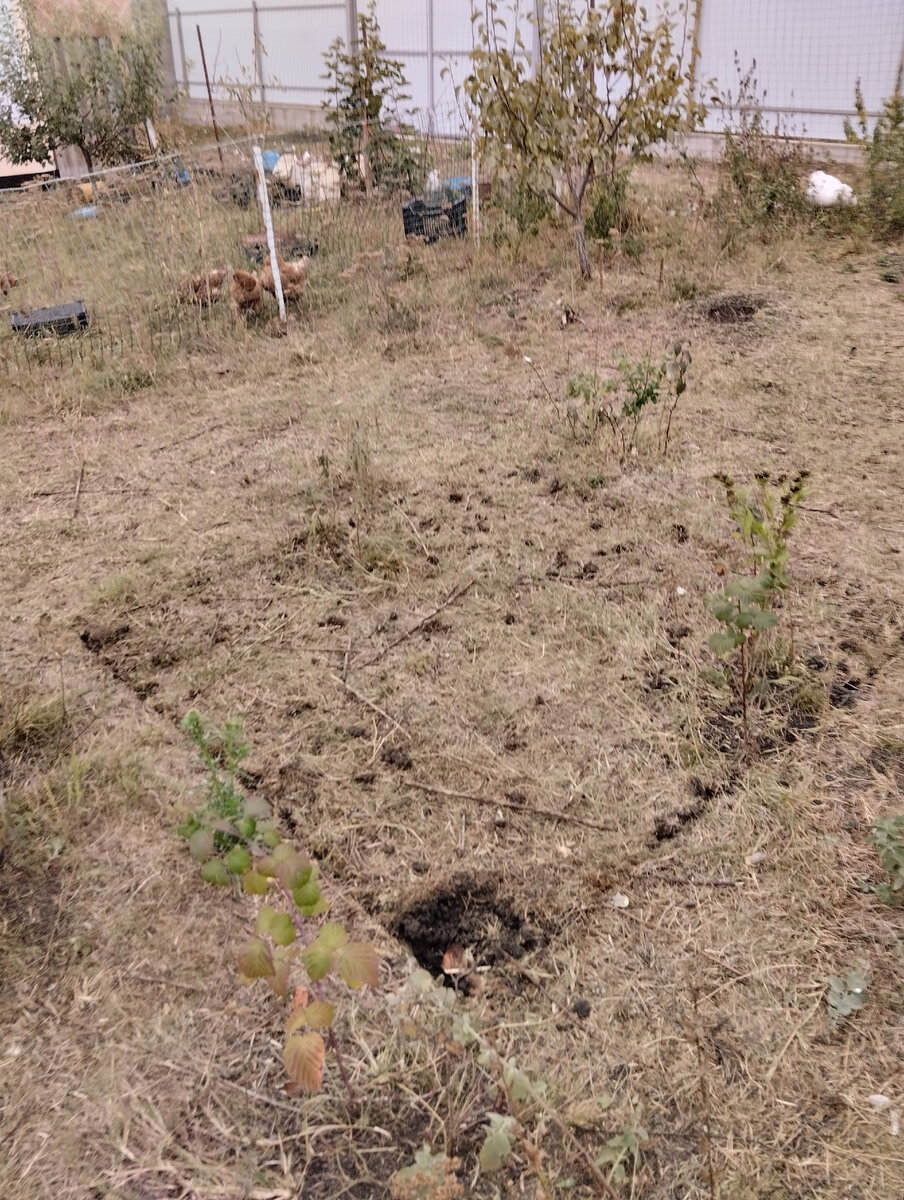 На фото - размеченный квадрат, и первая проба лопатой!