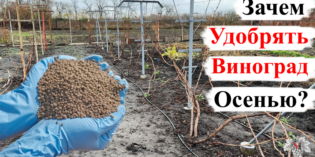 Зачем НУЖНО УДОБРЯТЬ ВИНОГРАД Осенью?