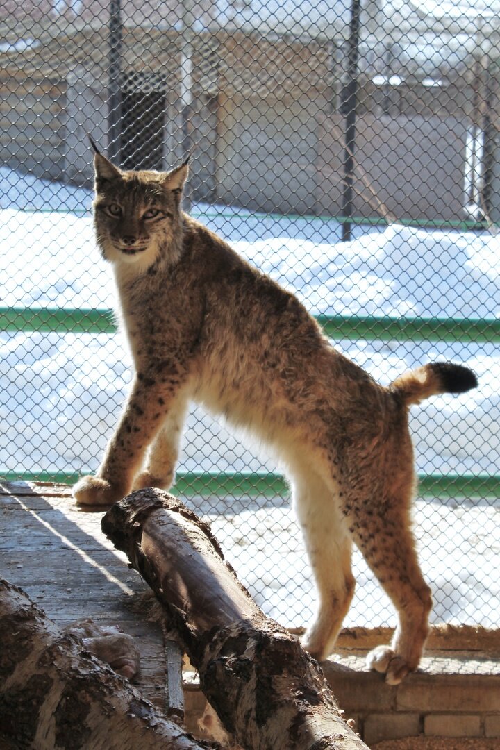    День открытия вольера для рысей в ивановском зоопарке перенесли