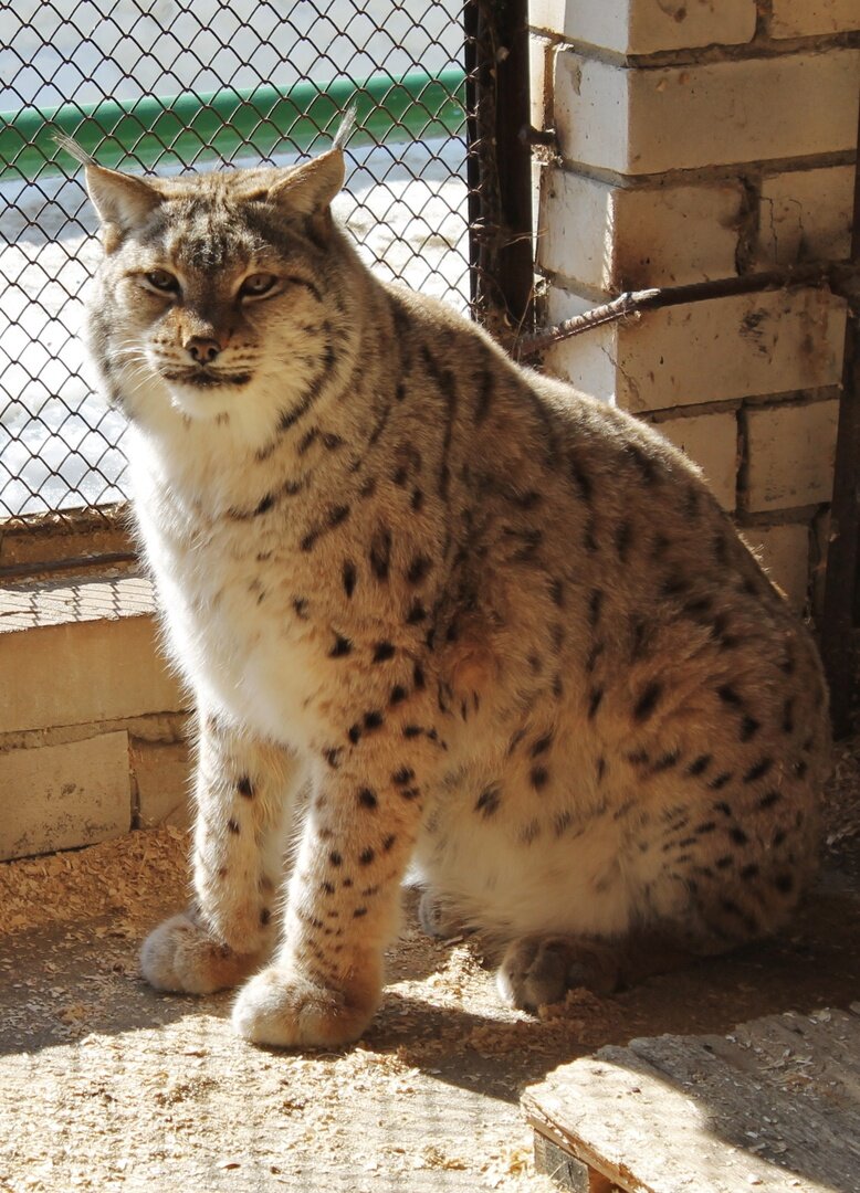    День открытия вольера для рысей в ивановском зоопарке перенесли