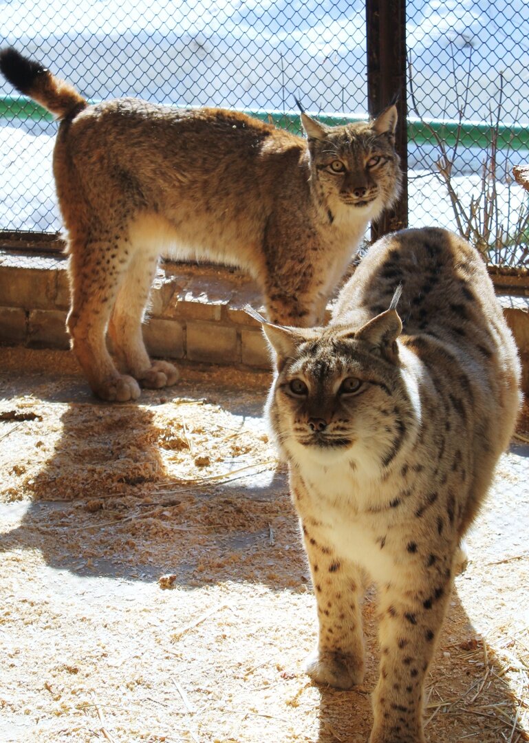    День открытия вольера для рысей в ивановском зоопарке перенесли