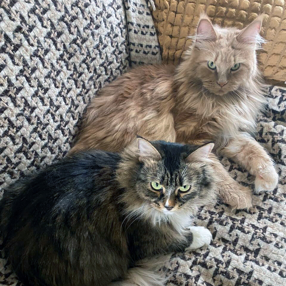 Тут у Мухи такой свирепый взгляд! Не верьте - это милейшее создание, ни разу никого не оцарапавшее и укусившее.