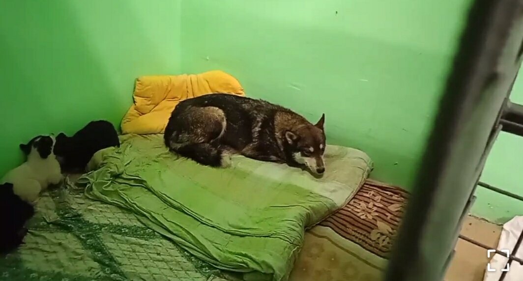 Найда и  дети. Новосёлы из деревни 