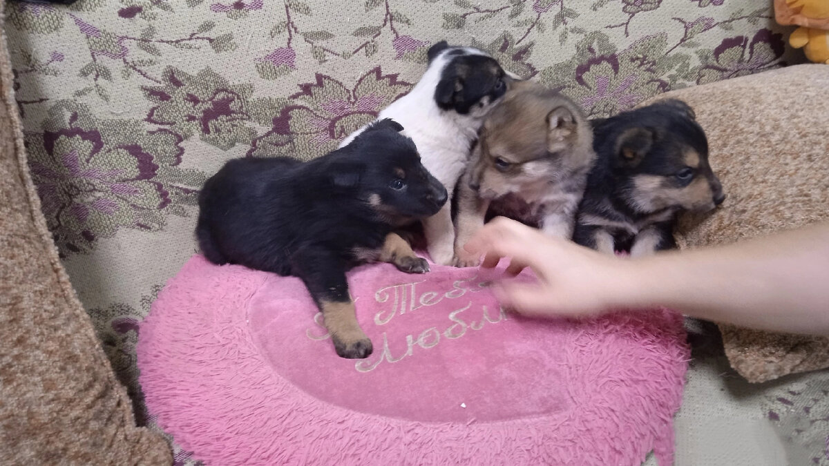 Как они запуганы.