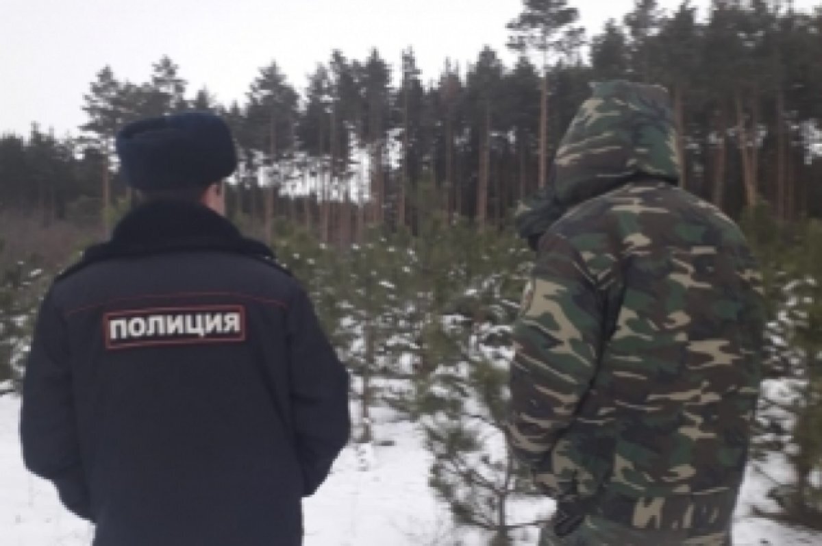    В воронежских лесах усилили патрулирование хвойных насаждений