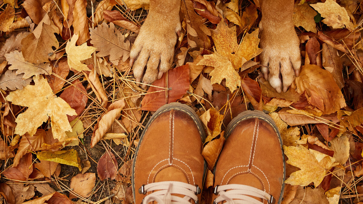 Как спасти обувь от щенячьих зубов