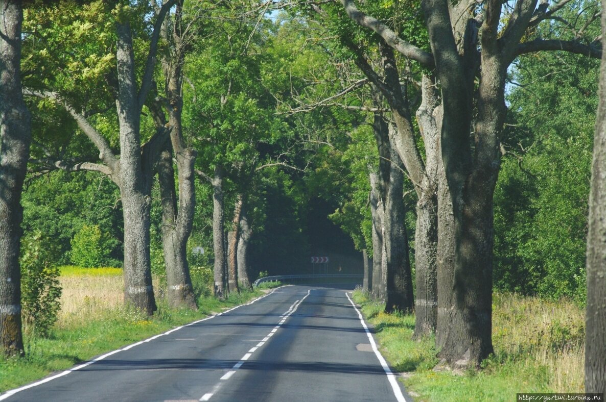 Дорога в Светлогорск Калининград. Немецкие дороги в Калининграде. Аллея Дубов в Калининграде. Аллея Калининградской области по дороге в Балтийск.