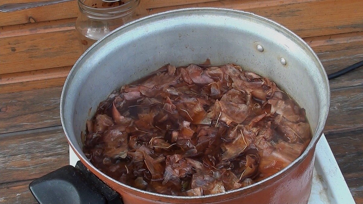 Отвар луковой шелухи для месячных. Луковая шелуха для огорода. Настой луковой шелухи для огорода. Полив луковой шелухой помидоры. Подкормка рассады отваром луковой шелухи.