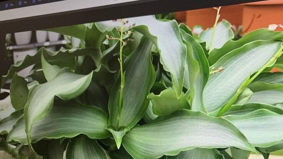    Цветовод назвала альтернативу "вышедшей из моды" традесканции© News-hub VS