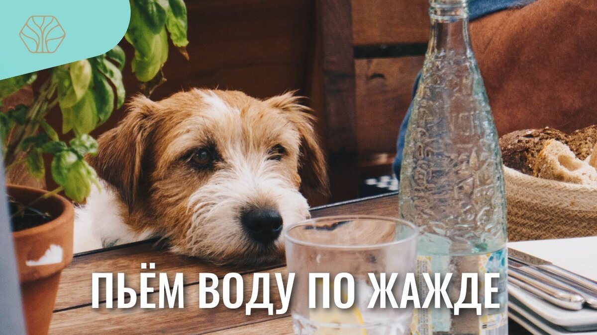 Вода нужна всем, не забывайте наливавть воду своим домашним питомцам.