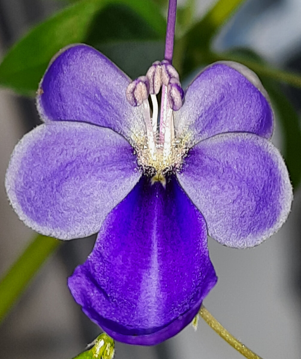 Клеродендрум Унгандийский