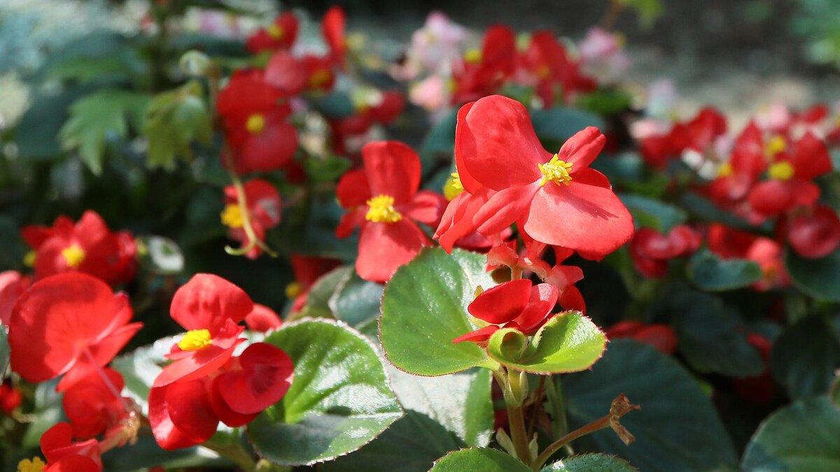    Цветок чахнет без всякой причины? Положите к нему яблоко — вредитель объявится© РИА Новости | Илья Наймушин