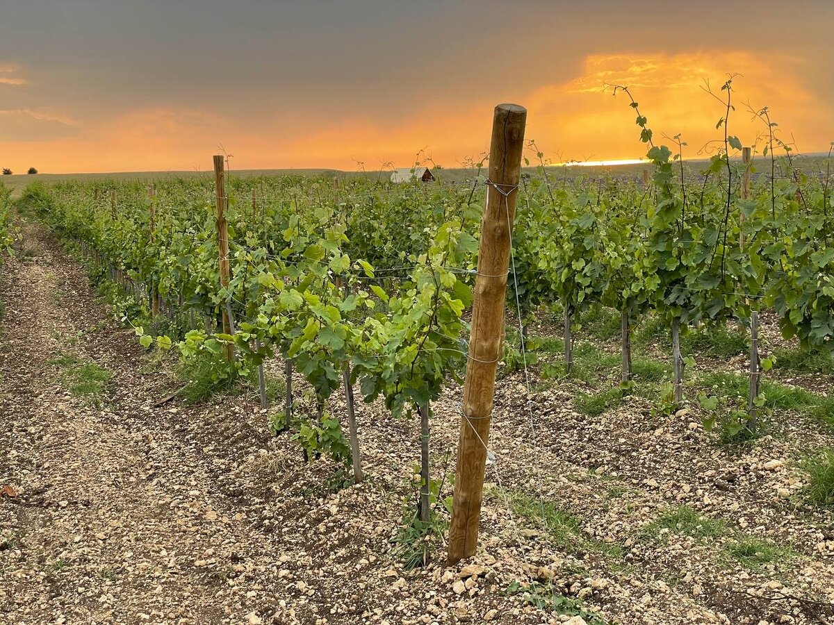 закаты на винограднике бесценны