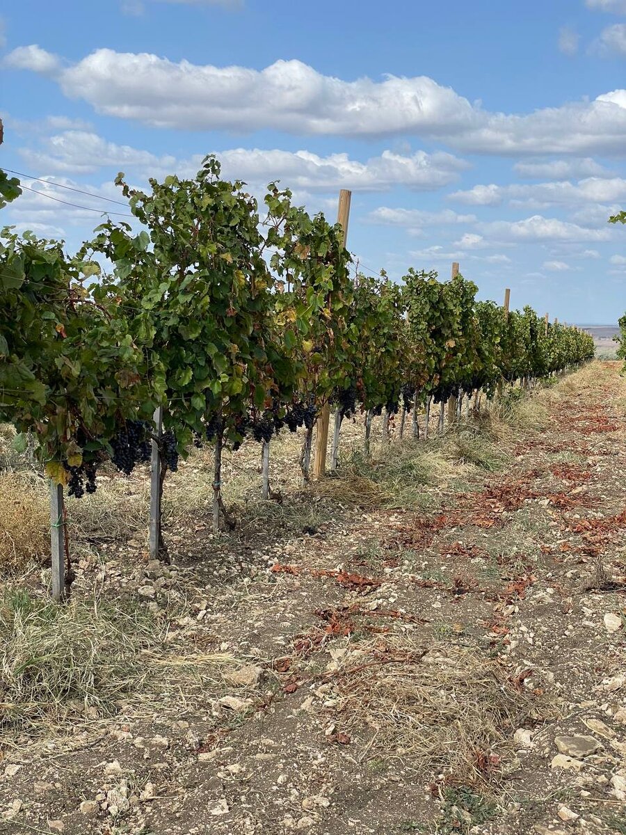 мальбек 2023 - урожай зреет! 