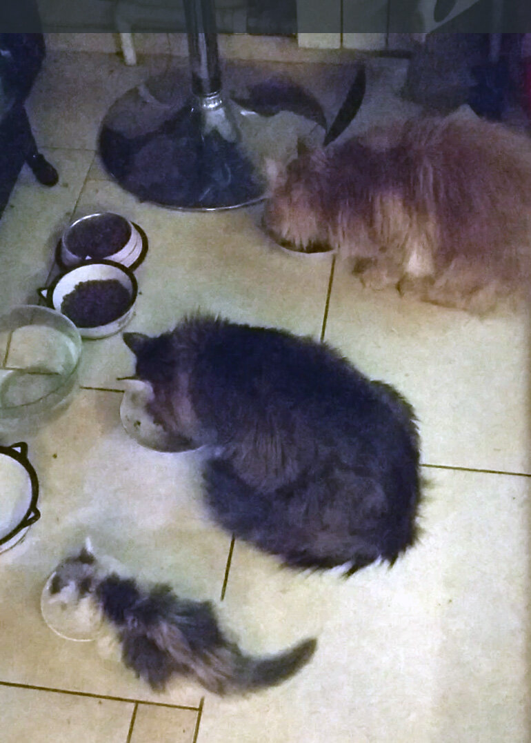 В первое время все дружно ели. Здесь Сима уже немного подросшая и осмелевшая. 